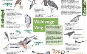 Waldvogelweg Oberveischede