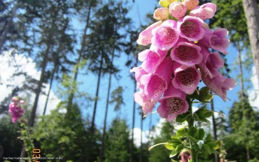 Im sommerlichen Wald im Bereich der Grotenburg