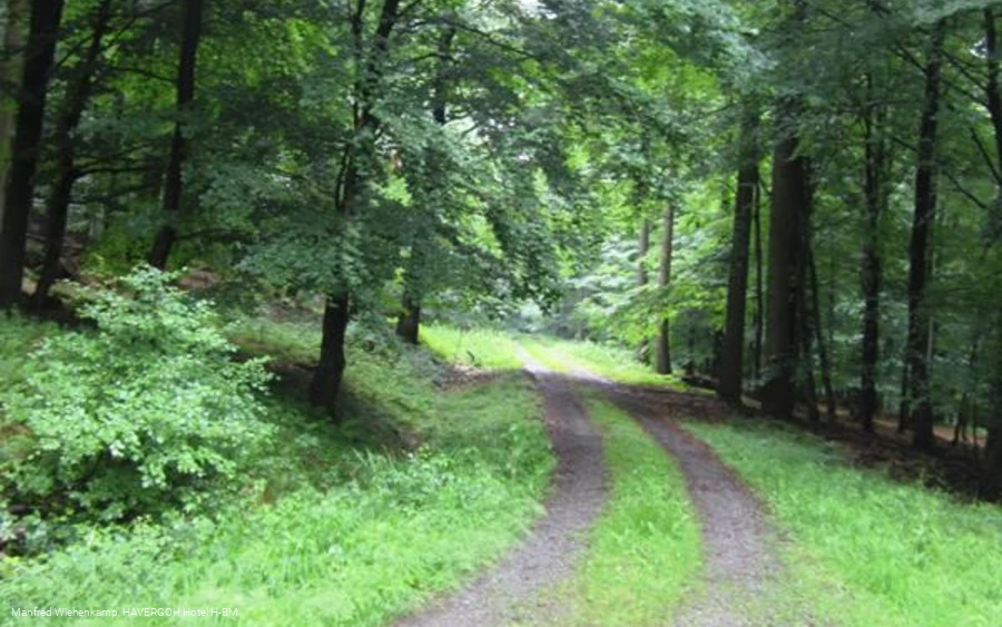 Buchenhochwald am Ziegenberg