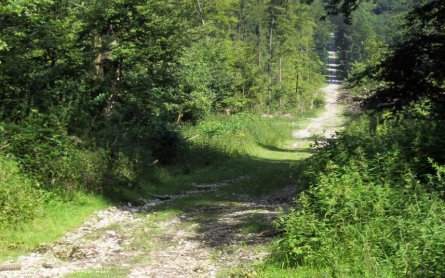 Wilde Abfahrt am Osthang