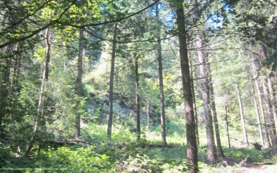 Feldrömr Klippen im Ostabhang