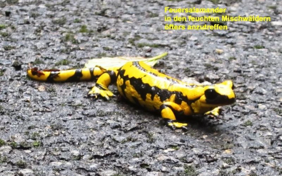 Feuersalamander nach einem Regenschauer