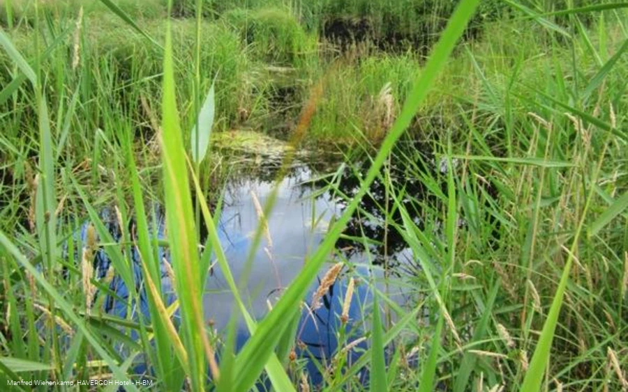 Moorstich "Stinkebrink", natürliches Hochmoor mit heilender Wirkung