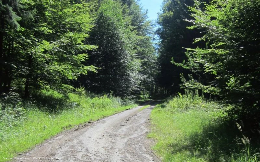 Wilde, einsame Forststraße