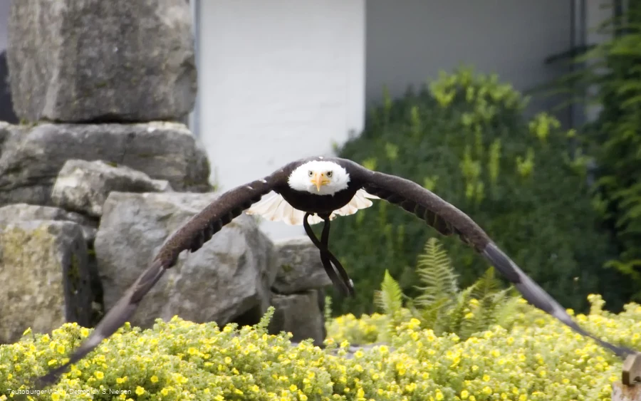 Adlerwarte Berlebeck