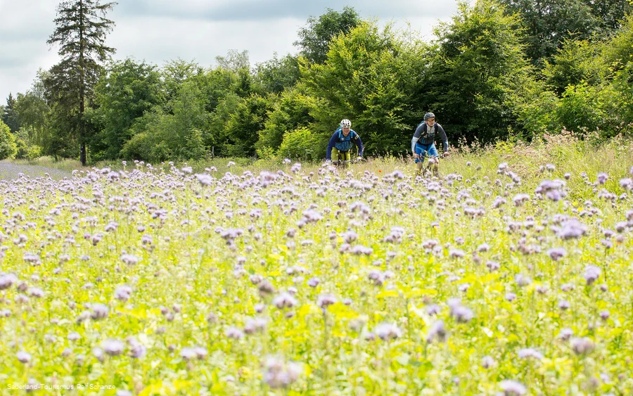 Biker in blühender Wiese