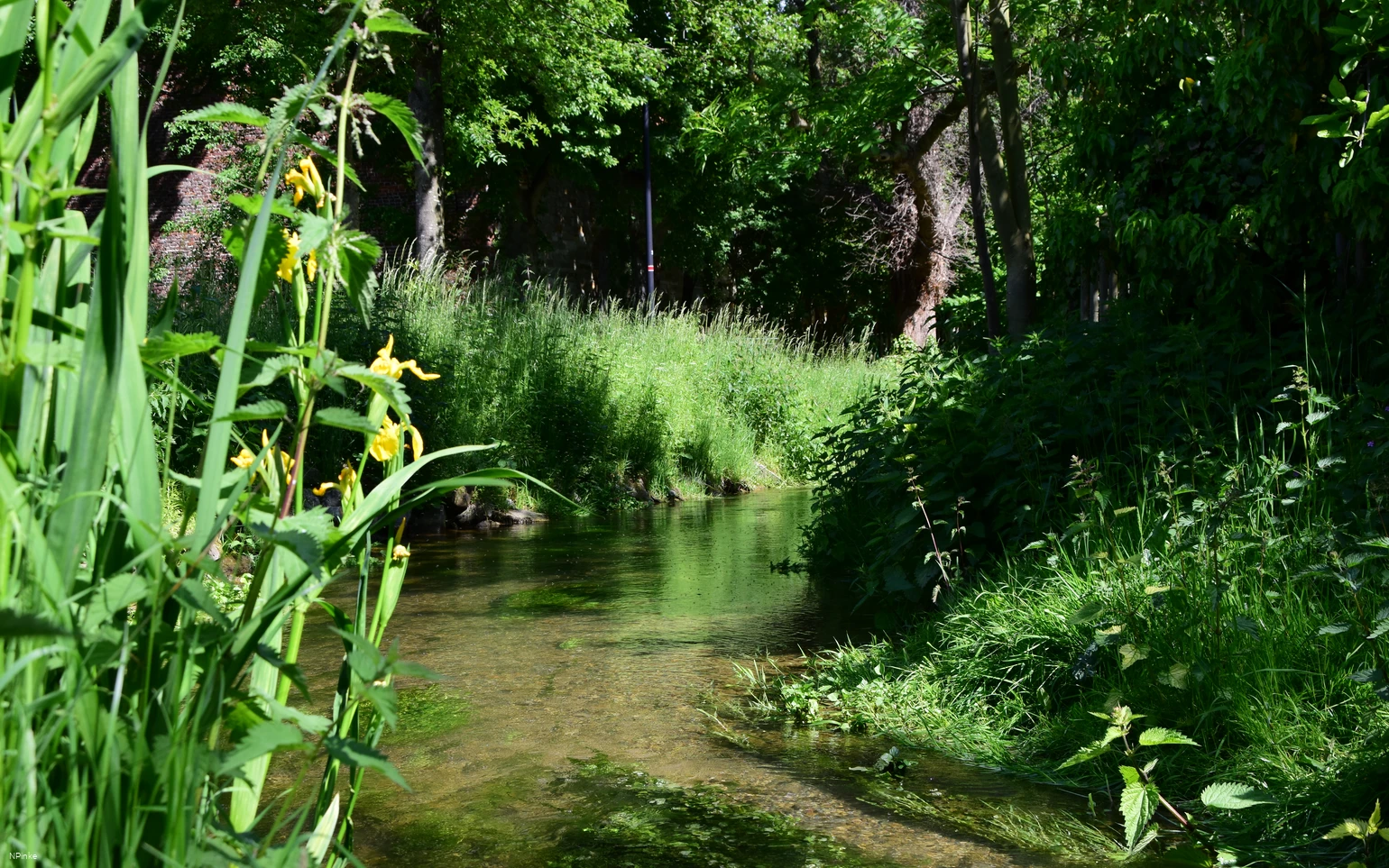 Hederquellgebiet  Salzkotten-Upsprunge