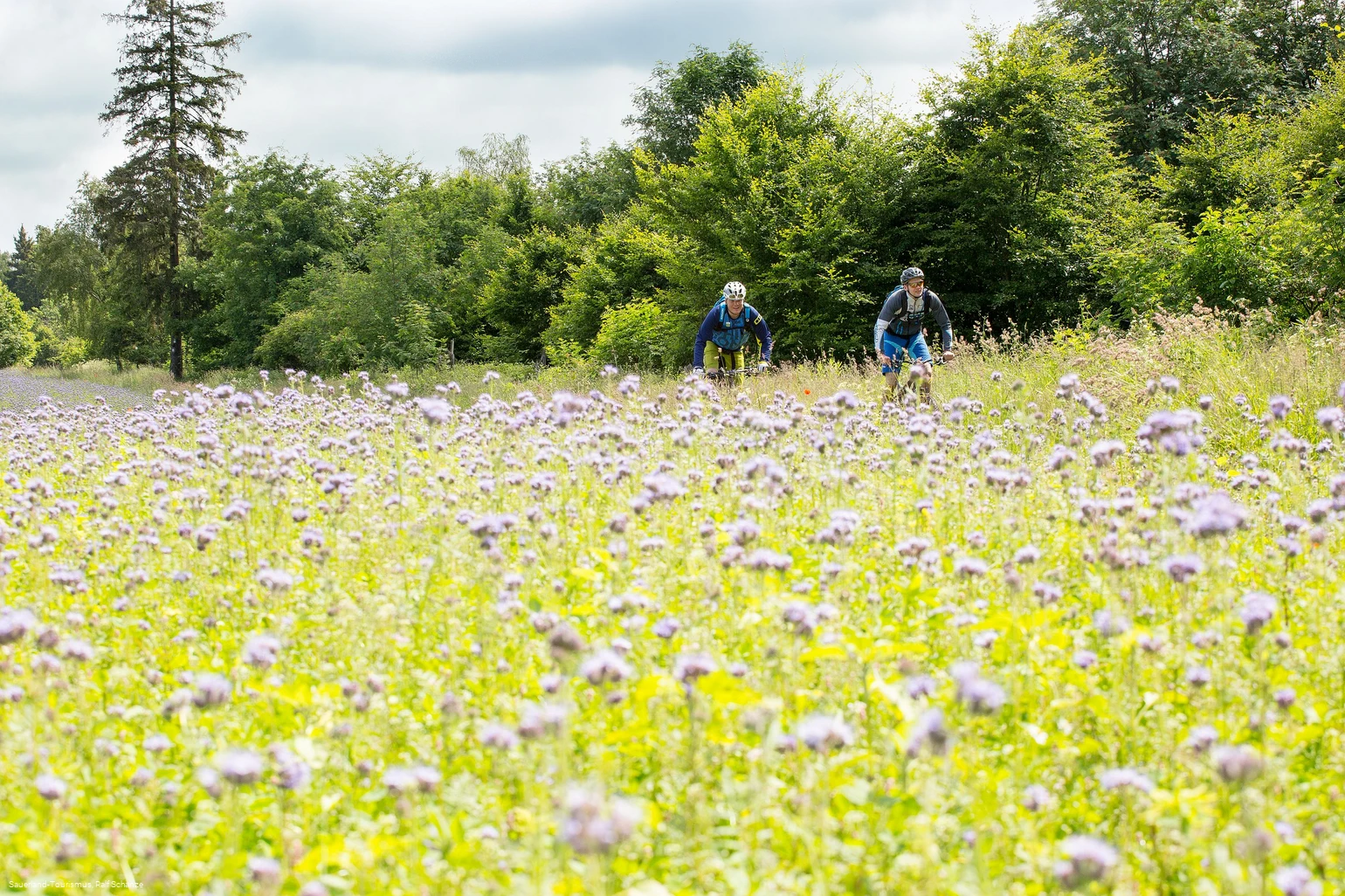 Biker in blühender Wiese