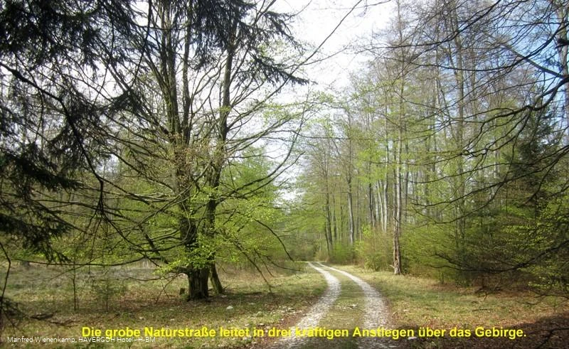 Passweg durch den Buchenhochwald